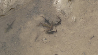 Lissotriton montandoni courtship behavior DSC79425