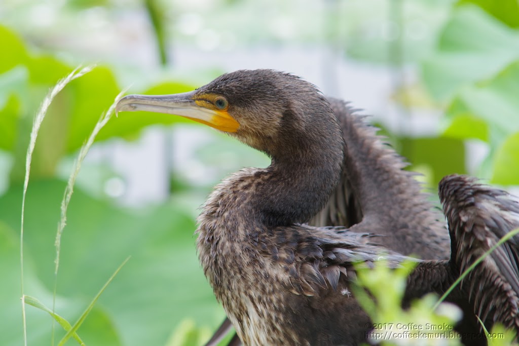 カワウ幼鳥