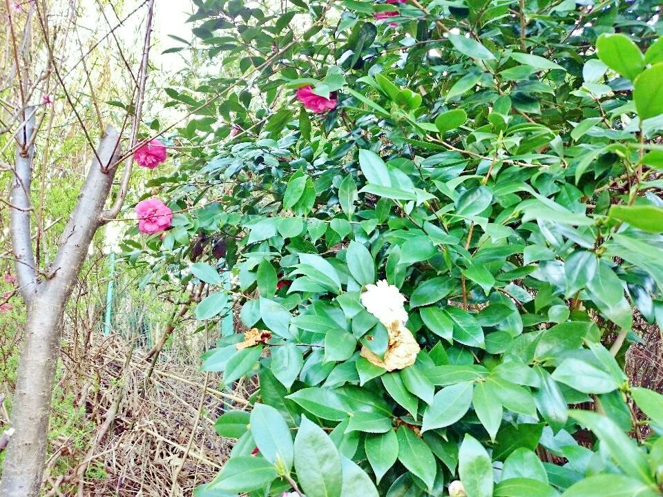 にゃごにゃの野草料理 椿の花の料理