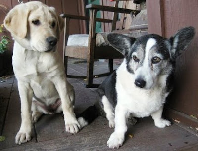 yellow Lab and Corgi