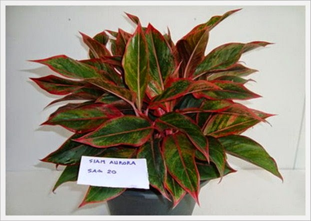 Aglaonema : Nama Tanaman