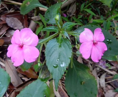 非洲鳳仙花的花