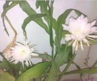 Wijayakusuma (Epiphyllum oxypetalum Haw.)