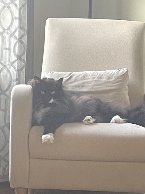 Moose sitting regally in the white chair in the living room corner by the window. He is (once again) staring into the camera lens, he has adopted a lion pose with his front paw hanging over the edge of the chair stretched out.