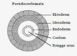 Susunan tubuh pada pseudocoelomata