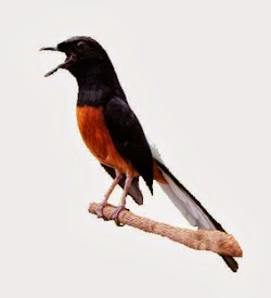 Cara perawatan burung murai batu