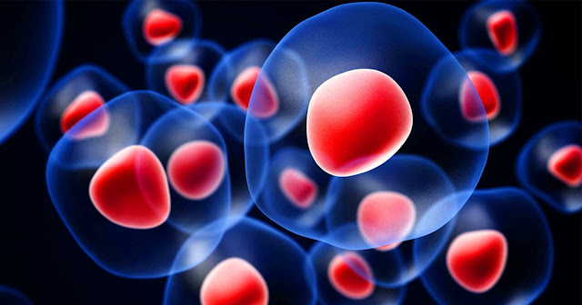 Cell Expansion