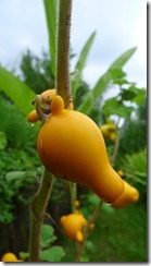 Mickey Mouse Plant