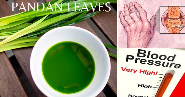 Dahon ng Pandan – Natural at Epektibong Gamot at isang Herbal na Panlaban sa Arthrtis o Rayuma.