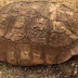 Famous Tortoise ‘Alagba’ dies at 344 years in Ogbomoso 