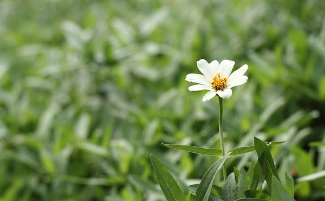 Narrow-Leaf Zinnia Flowers