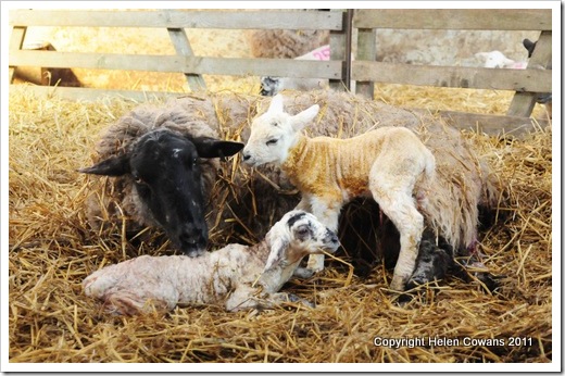 Sheep 324