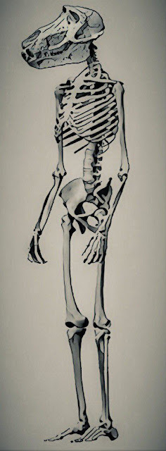 Babi's Skeleton