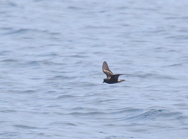 Chapman's Storm-Petrel