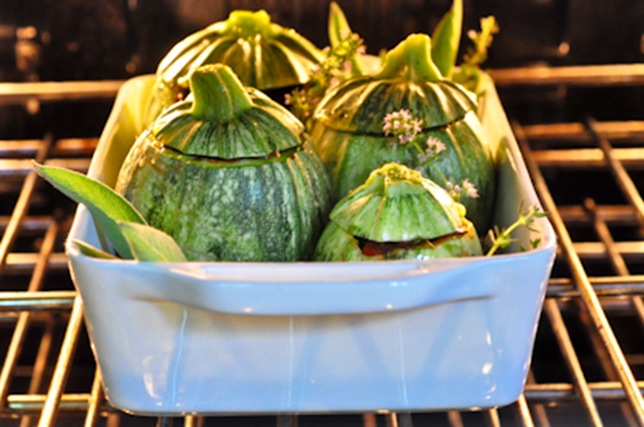 globe_zucchini_11