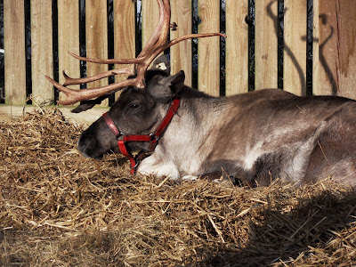 Reindeer