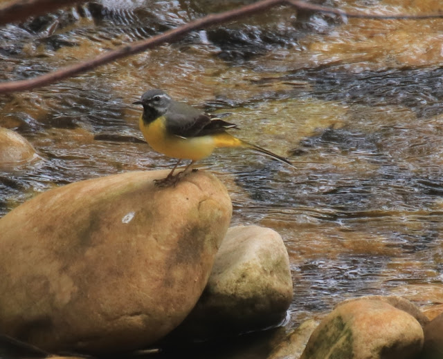 (Motacilla cinerea) lavandera cascadeña