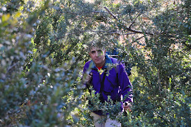 El bosquecillo de boj estrangula el sendero