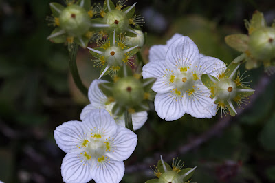 Parnassia palustris – Marsh Grass of Parnassus (Parnassia delle paludi)