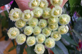 Hoya Mirabilis