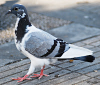 Paloma bravia (Columba livia)