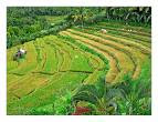 bali, bukit jambul, clove trees, karangasem regency, panorama, sea view, terrace field, 