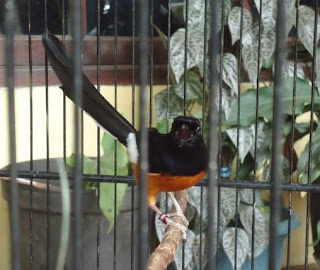 Burung Murai Medan Asli