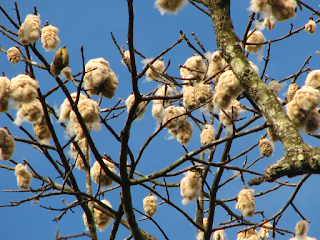 kapok fiber and seeds