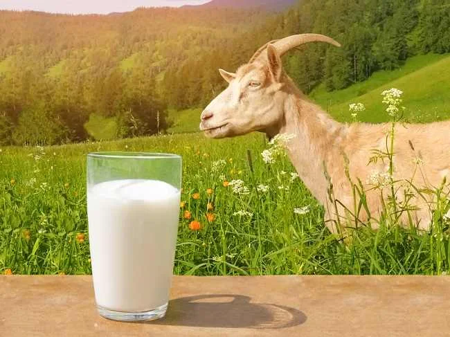 Cara Mengenali Susu Kambing Etawa Palsu
