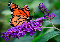 Monarch Butterfly on a purple flower