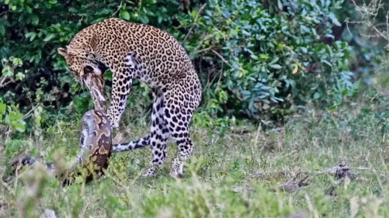 píton vs leopardo