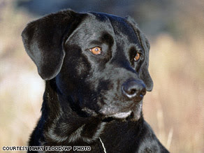 Jake, the 9/11 rescue dog