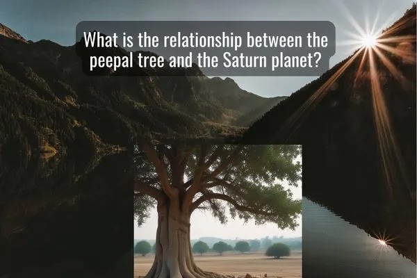 peepal tree , Saturn planet?