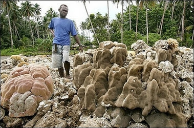 haciendo sitio al habitaquo en las islas Salomón