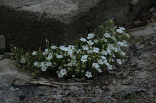 Sandwort at Roche Fleurie Garden