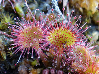 Droséra à feuilles rondes - Drosera rotundifolia