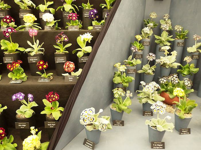 Part of the Auricula theatre presented by Auricula Nurseries