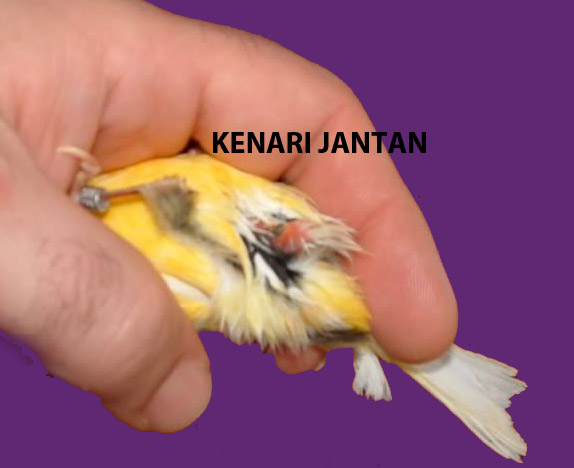 Beda Kenari Jantan dan Betina ~ Breeding Kenari (Canary)