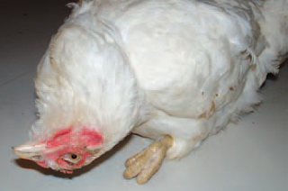 https://www.mshindoveterinarycentre.com/