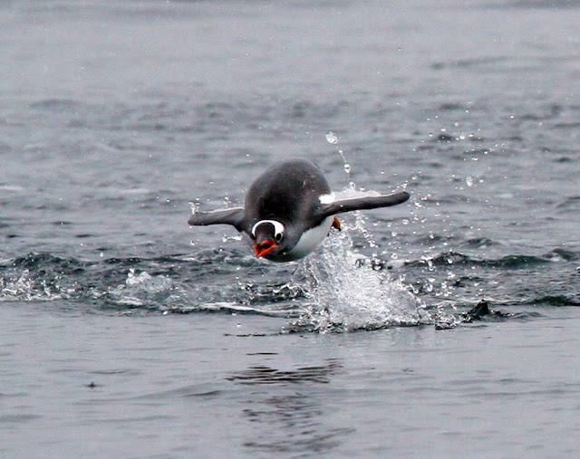 penguins in antarctica