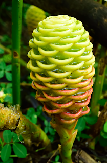 Maraca Flower