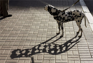 Funny Dalmatian