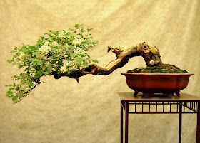 small conifer bonsai tree in a green dish radiating out to the left