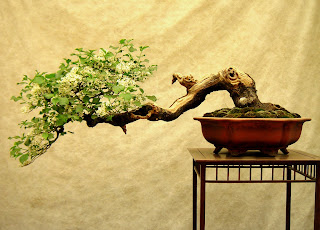 small conifer bonsai tree in a green dish radiating out to the left