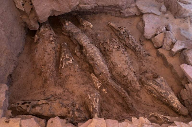 Investigadores descubren momias de cocodrilos