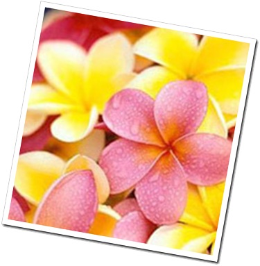 frangipanis