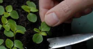 Seedling being held by a seed leaf