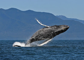 Humpback Whale
