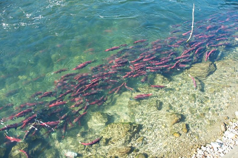 adams-river-salmon-run-16