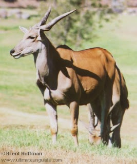 eland del cabo Tragelaphus oryx